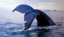 娱乐爆料鲸鱼视频大全,揭秘明星幕后趣事